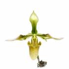 �ڲ֤ʤ����� �ѥե����ڥǥ���� ���åץ�ȥ˥��ʥ� Paph.appletonianum ���� 2.5��ȭ 50cm ���֥�����(BS)