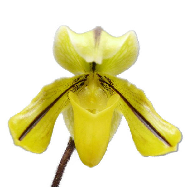 �ڲ֤ʤ����� �ѥե����ڥǥ���� �ɥ롼�� �ƥ��󥨥�ա� Paph.drury ��Sun Elf�� ���� 2.5��ȭ 25cm ���֥�����(BS)