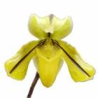 ڲ֤ʤ ѥեڥǥ ɥ롼 ƥ󥨥ա Paph.drury Sun Elf  2.5ȭ 25cm ֥(BS)