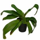 ڲ֤ʤ ѥեڥǥ ץե ƥ롼ͥǥ Paph.platyphyllum Ruth Kenney AM/AOS  5ȭ 25cm ֥(BS)