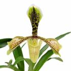 ڲ֤ʤ ѥեڥǥ ܥ꡼ Paph.boxalii  3.5ȭ 30cm ֥(BS)