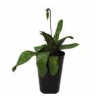 ڲ֤ʤ ѥեڥǥ ǥ ƥ Paph.wardii Star Wars BM/JOGA  3ȭ 20cm ֥(BS)