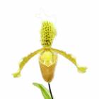 �ڲ֤ʤ����� �ѥե����ڥǥ���� ���󥷥��� ����إƥ� Paph.insigne var. sylhetense ���� 3��ȭ 25cm ���֥�����(BS)