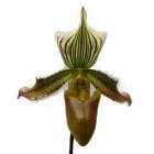 �ڲ֤ʤ����� �ѥե����ڥǥ���� �˥��꥿�� Paph.nigritum ���� 3��ȭ 20cm ���֥�����(BS)