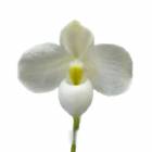 �ڲ֤ʤ����� �ѥե����ڥǥ���� �ǥ�ʥƥ��� ����Х� Paph.delenatii var. album ��� ���� ˧�ᤢ�� 4��ȭ 25cm ���֥�����(BS)