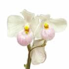 �ڲ֤ʤ����� �ѥե����ڥǥ���� �ǥ�ʥƥ��� Paph.delenatii 1�ַ�3���դ� ¿���� ���� ˧�ᤢ�� 3��ȭ 25cm ���֥�����(BS)