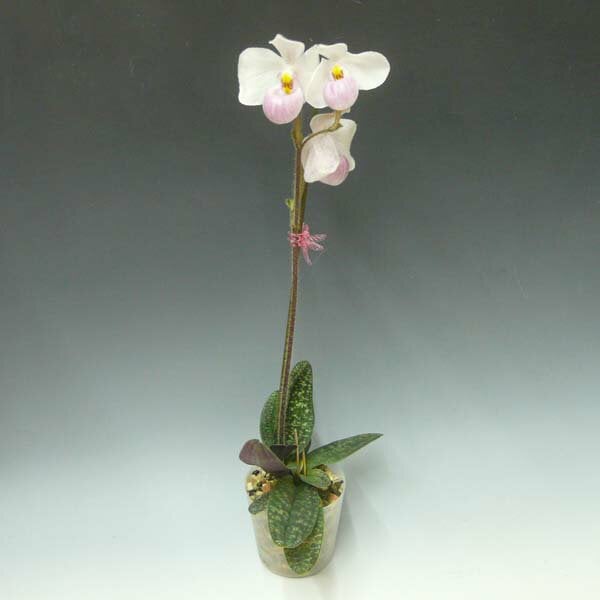 約20株入フラスコ苗 限定1本! Paph delenatii 'Bon Bon' × fairrieanum