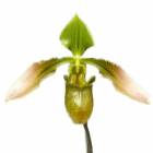 �ڲ֤ʤ����� �ѥե����ڥǥ���� �֥�˥��ʥ� Paph.bullenianum ���� 3��ȭ 20cm ���֥�����(BS)