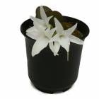 ڲ֤ʤ 󥮥 եĥ Aergs.fastuosa  2.5ȭ 15cm ֥(BS)