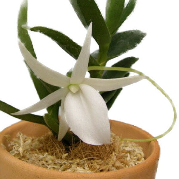 【花なし株】 アングレカム ディディエリ Angcm.didieri 原種 芳香あり 2.5号鉢 20cm 開花サイズ(BS) 趣味栽培