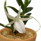 ڲ֤ʤ 󥰥쥫 ǥǥ Angcm.didieri  ˧ᤢ 2.5ȭ 20cm ֥(BS)