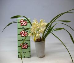 �ڲ��դ����� ����ӥ��塼�� ���饸���� �ƥ��������㥹�����ɡ� Cym.Sarah Jean ��Ice Cascade�� ���ۼ� 5��ȭ 30cm ���֥�����(BS)