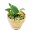 ڲ֤ʤ ȥ쥢 륱ꥢ ˡ ƥա C.walkeriana var. aquinii Gifu  ˧ᤢ 2ȭ 10cm 2֥(2BS)