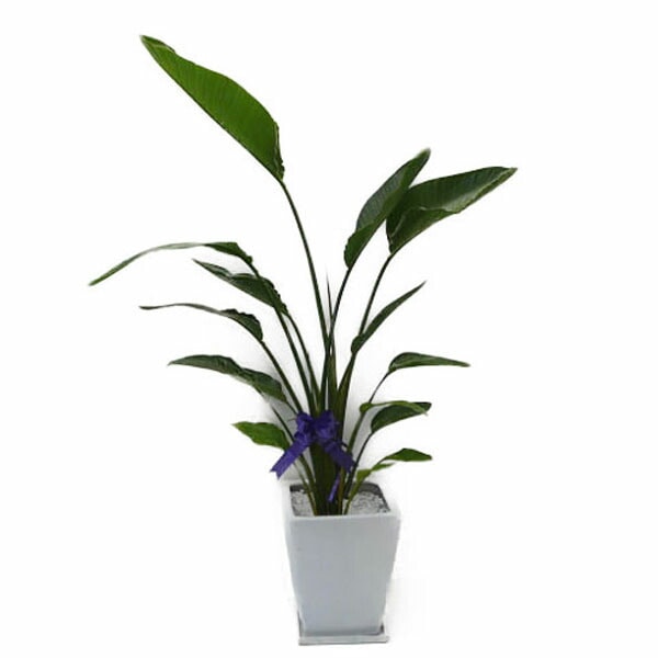 個人宛配送不可】 観葉植物 ストレリチア オーガスタ 高さ170cm 10号鉢  