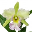 �ڲ֤ʤ����� ��󥳥�ꥪ���ȥ쥢 �ϥ����������ƥ��� �ƥ���ꥹ�� Rlc.(Blc.)High Society ��Sorelis�� JC/JOGA ���ۼ� 4��ȭ 40cm ���֥�����(BS)