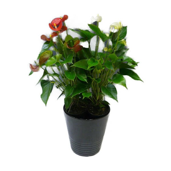 観葉植物 アンスリウム 紅白2色植え 8号鉢 黒陶器鉢 丸鉢 受け皿付き