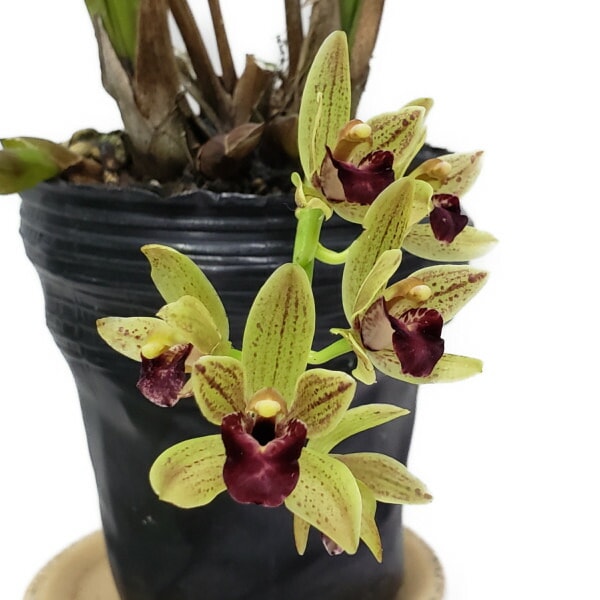 �ڤĤܤ��դ����� ����ӥ��塼�� �ߥ��ޥե��å� Cym.Miss Muffet ���ۼ� ˧�ᤢ�� 4��ȭ 25cm ���֥�����(BS)