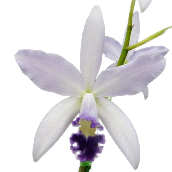 �ڲ֤ʤ����� ���ȥ쥢 �ޡ������ߥ��� �ƥʥ��ȥ������� C.(Lc.)Marcello Miranda ��Night Sky�� ���ۼ� 3.5��ȭ 35cm ���֥�����(BS)