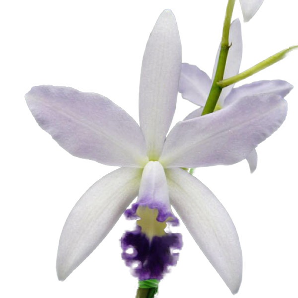 マルセロ　ミランダ　ナイトスカイ 花なし株】 カトレア マーセロミランダ 'ナイトスカイ' C.(Lc
