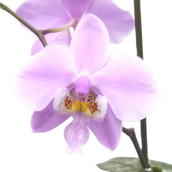 �ڤĤܤ��դ����� �ե���Υץ��� ����ꥢ�� Phal.schilleriana ���� ˧�ᤢ�� 3��ȭ 20cm ���֥�����(BS)