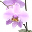 ڤĤܤդ եΥץ ꥢ Phal.schilleriana  ˧ᤢ 3ȭ 20cm ֥(BS)