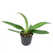 ڲ֤ʤ ѥեڥǥ Paph.sukhakulii x bougainvilleanum ۼ 3ȭ 15cm ֥(BS)