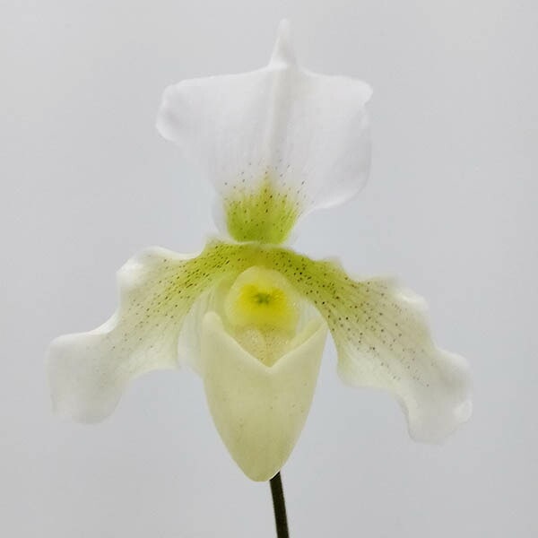 �ڲ֤ʤ����� �ѥե����ڥǥ���� ���������� Paph.Astarte ���ۼ� 3��ȭ 25cm ���֥�����(BS)