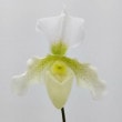 ڲ֤ʤ ѥեڥǥ  Paph.Astarte ۼ 3ȭ 25cm ֥(BS)