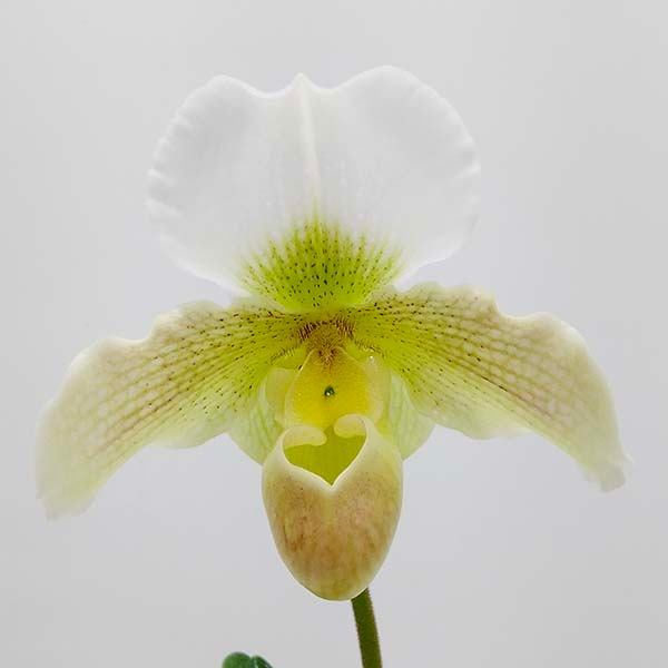 �ڲ֤ʤ����� �ѥե����ڥǥ���� �����ƥ����ߥ顼 �ƥ饦��ɥ��ɡ� Paph.Dusty Miller ��Round Land�� ���ۼ� 3��ȭ 25cm ���֥�����(BS)