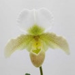 ڲ֤ʤ ѥեڥǥ ƥߥ顼 ƥ饦ɥɡ Paph.Dusty Miller Round Land ۼ 3ȭ 25cm ֥(BS)