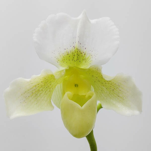 ڲ֤ʤ ѥեڥǥ ۥ磻ȥ⡼ ƥɡ Paph.Whitemoor Ashlandland FCC/RHS ۼ 3ȭ 25cm ֥(BS)