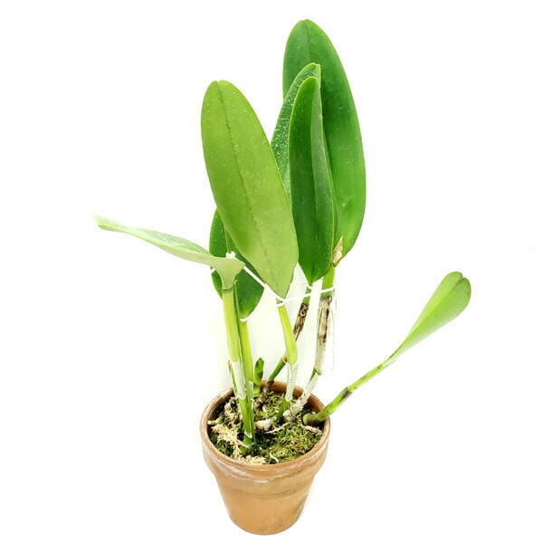 �ڲ֤ʤ����� ���ȥ쥢 �⥹����� �ƥ����󥰡� C.Moscombe ��The King�� (OG DIV) ���ۼ� 5��ȭ 50cm ���֥�����(BS)