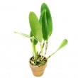 ڲ֤ʤ ȥ쥢 ⥹ ƥ󥰡 C.Moscombe The King (OG DIV) ۼ 5ȭ 50cm ֥(BS)