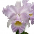 �ڲ֤ʤ����� ���ȥ쥢 �ȥꥢ�ͥ� ���󥫥顼 C.trianaei var. concolor ���� 3.5��ȭ 30cm ���֥�����(BS)