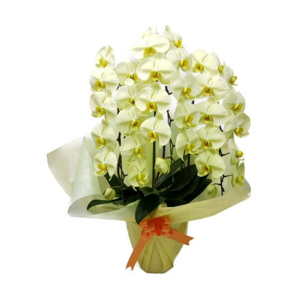 ��ĳ�� ���� ���ݥ��� �������� 3��Ω�� 33��