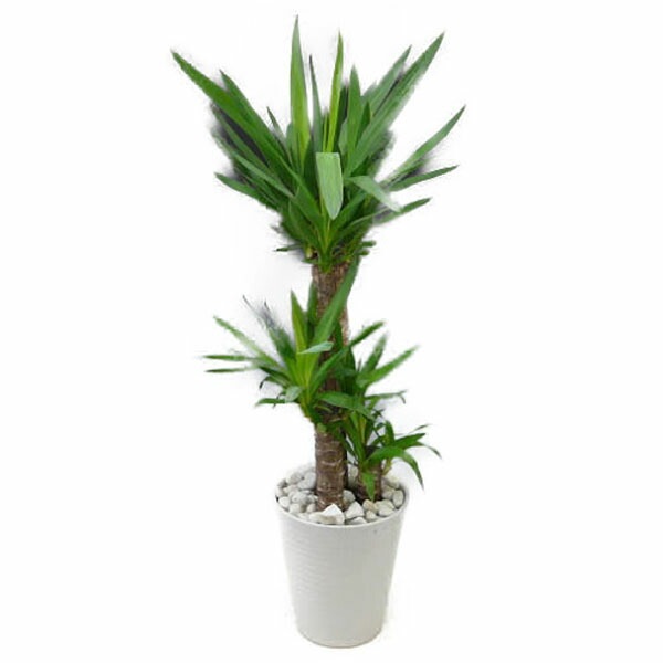 ���տ�ʪ ��å� ����ե���ƥ��ڥ� ��ǯ�μ� 7��ȭ ��ƫ��ȭ ��ȭ �������դ� �򲽾��� �⤵70��90cm���� ���� �淿 ����ƥꥢ���꡼�� ���ե� �����˶���