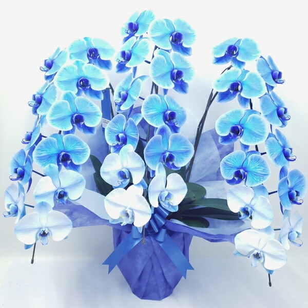 ��ĳ�� ���� �֥롼���쥬�� �� 3��Ω�� 33��