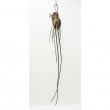 �ڲ֤ʤ����� �ȥꥳ����ȥ�� �����å��� Trichocentrum stacyi ���� ���դ� 50cm ���֥�����(BS)