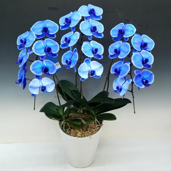 �ڲ������۸�ĳ�� ���� �֥롼���쥬�� �� 3��Ω�� 21��