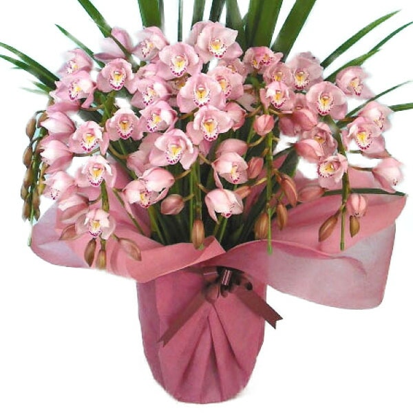 シンビジューム ピンク アーチ 6本立ち ラッピング付 耐寒性