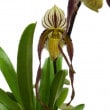 ڲդ ѥեڥǥ 졼ӥ Paph.laevigatum  3.5ȭ 25cm ֥(BS)