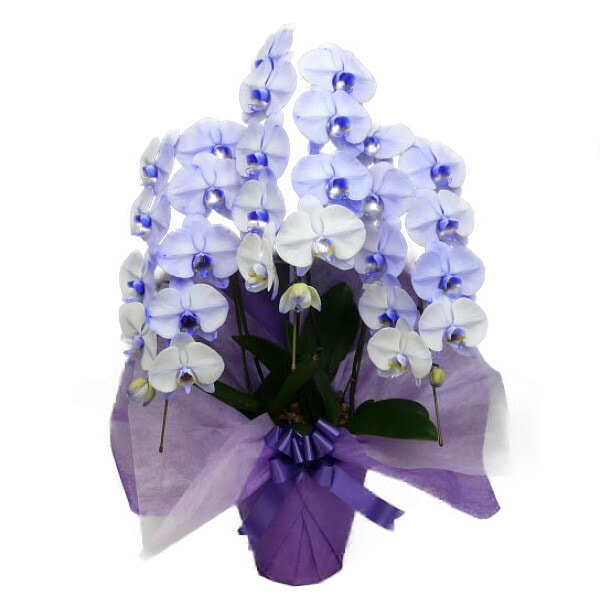 ��ĳ�� ���� �ѡ��ץ륨�쥬�� �� 3��Ω��