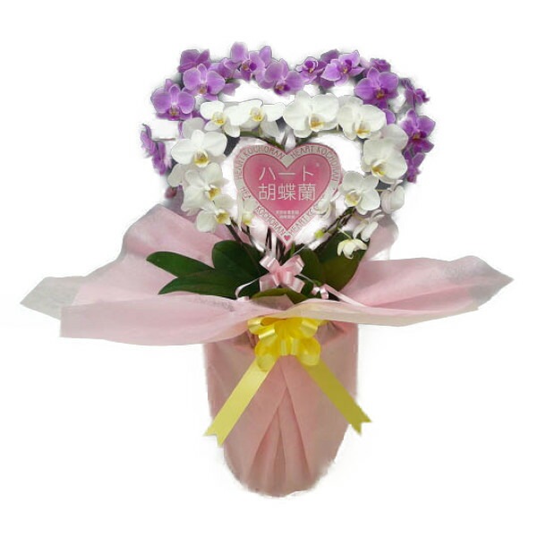 �ϡ��ȸ�ĳ�� �ߥǥ� ���� ���ޡ��ȥ��֥�ϡ���