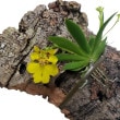ڲ֤ʤ ꥷ ץ Ercn.(Onc.)pusilla Ϥޤ̤Ǥ  륯դ 10cm ֥(BS)