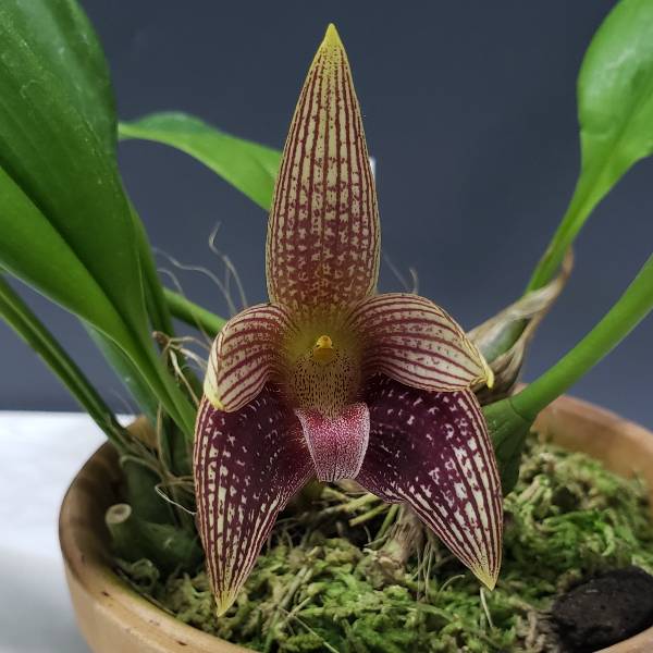 花なし株】 バルボフィラム ファセタム Bulb.facetum 原種 4号鉢 20cm