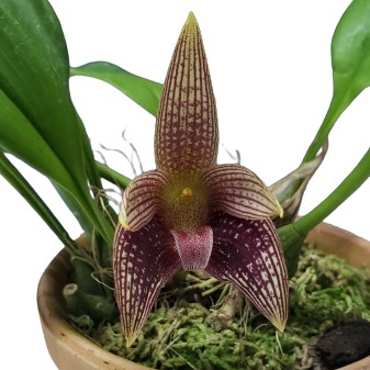 花なし株】 バルボフィラム ファセタム Bulb.facetum 原種 4号鉢 20cm