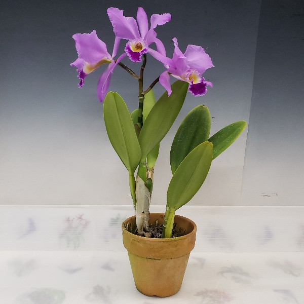 カトレア 花なし株】 カトレア ガスケリアナ 'ブラックタイガー' C