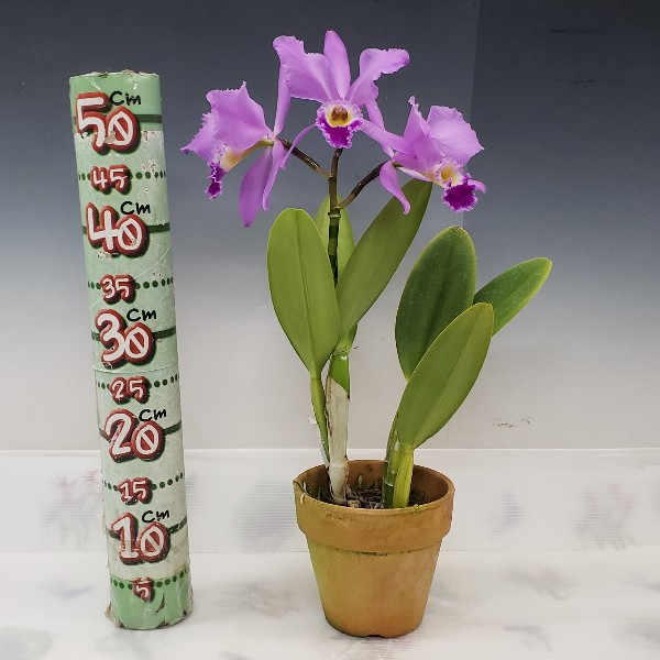 花なし株】 カトレア ガスケリアナ 'ブラックタイガー' C.gaskelliana