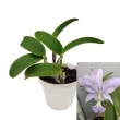 ڲ֤ʤ ȥ쥢 Υӥꥪ ƥɥʥ֥롼 C.nobilior Dona Blue SM/JOGA  ˧ᤢ 3ȭ 20cm ֥(BS)