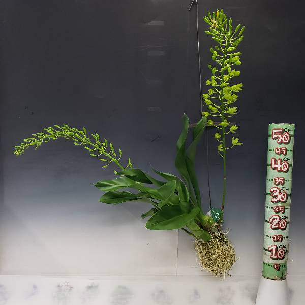 もじゃマトフィラム)グラマトフィラム スクリプタム ヒヒマヌ 2本立ち